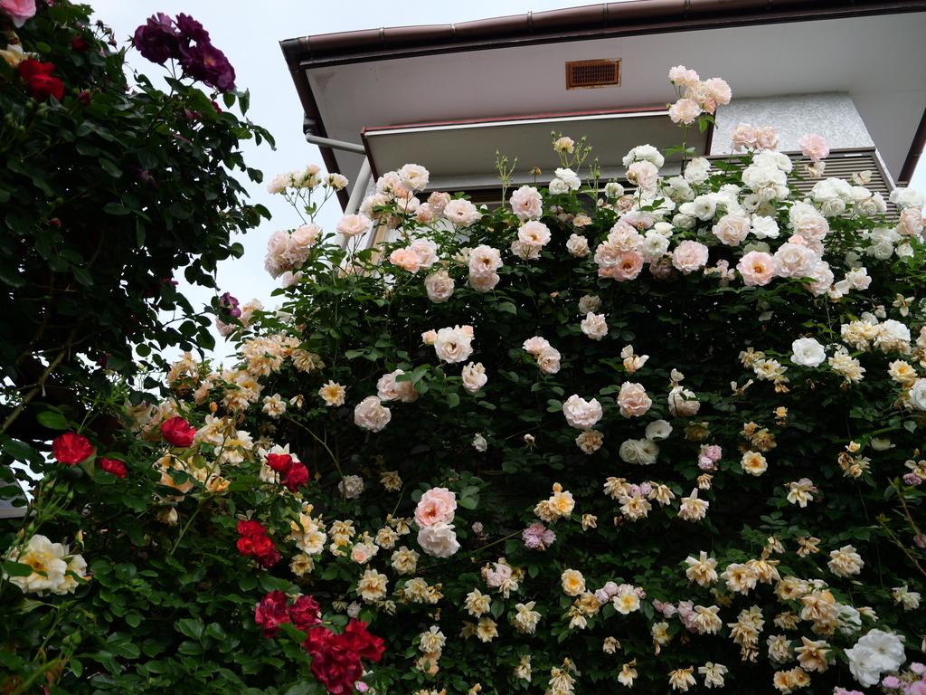 2025-05-16 09_06№(0583).JPG
