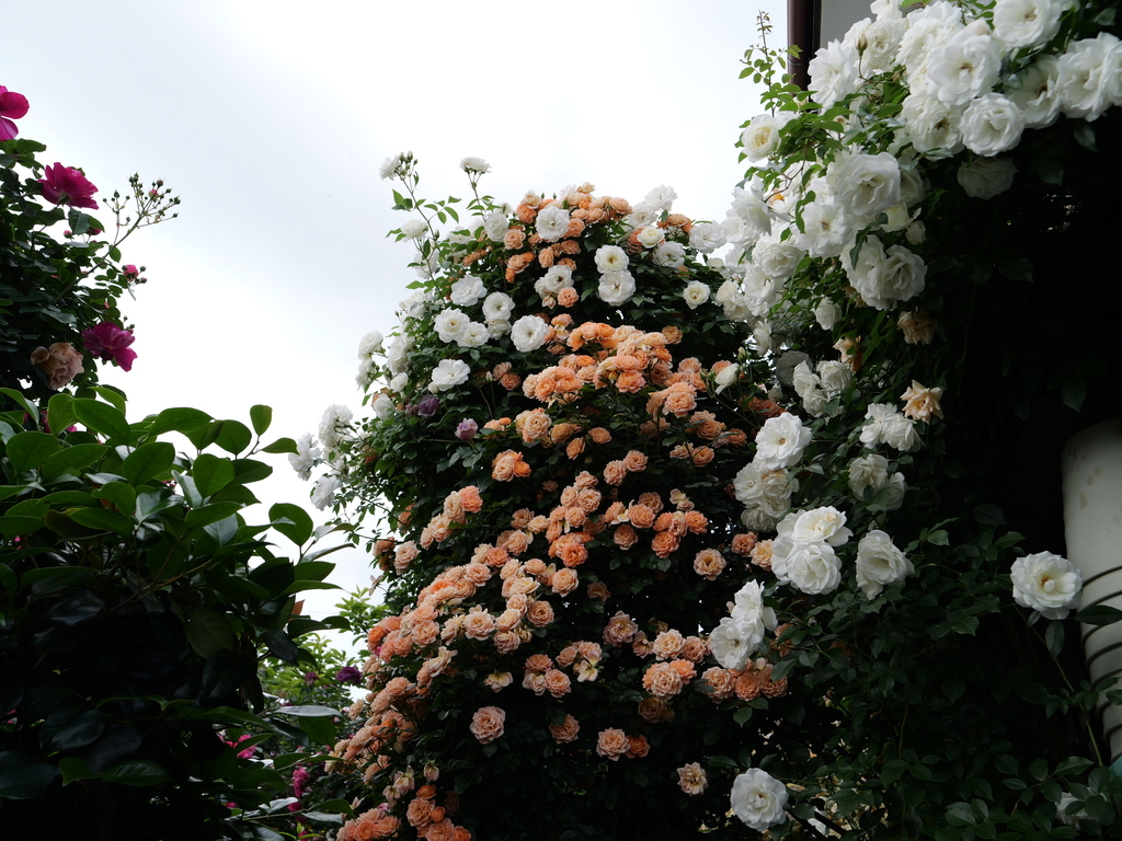 2025-05-16 09_06№(0596).JPG