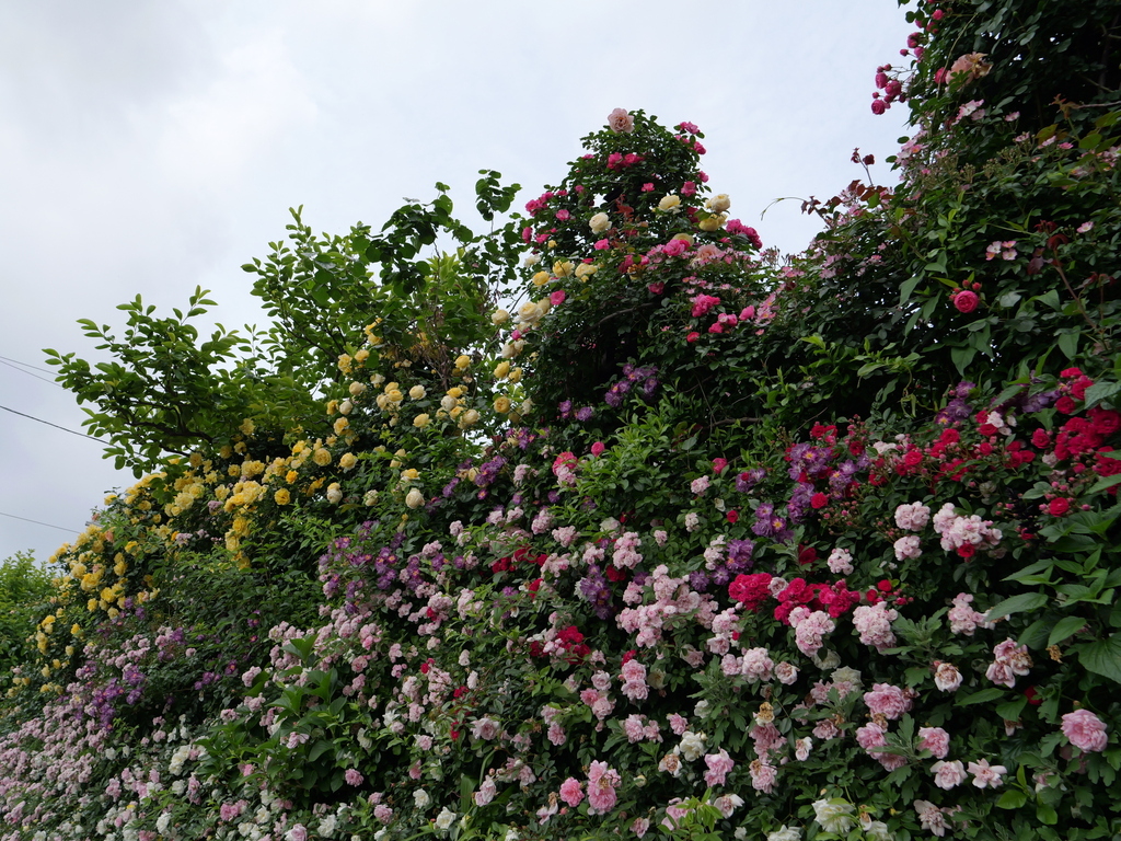 2025-05-16 09_08№(0630).JPG