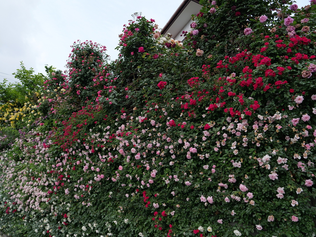 2025-05-16 09_09№(0631).JPG