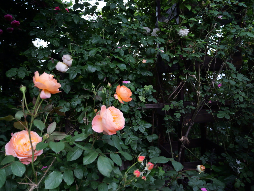 2025-05-18 16_25№(0103).JPG