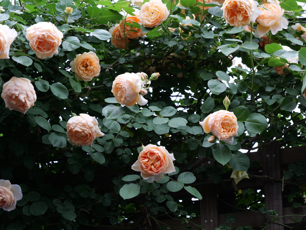 2025-05-18 16_45№(0274).JPG