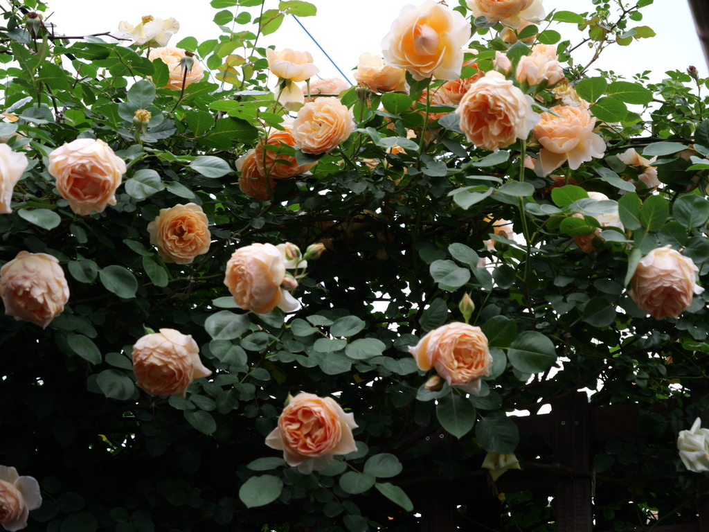 2025-05-18 16_45№(0275).JPG