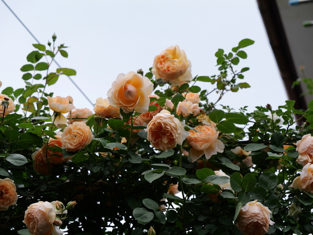2025-05-18 16_45№(0276).JPG