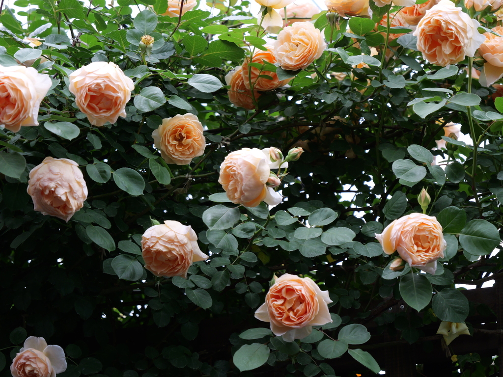 2025-05-18 16_45№(0277).JPG