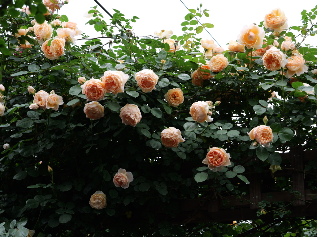 2025-05-18 16_45№(0278).JPG