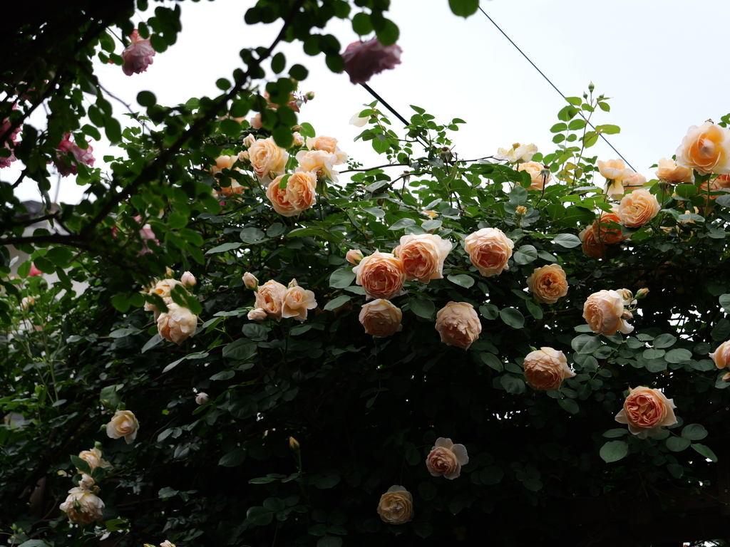 2025-05-18 16_45№(0279).JPG