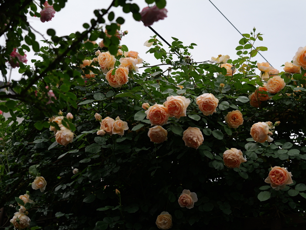 2025-05-18 16_45№(0280).JPG