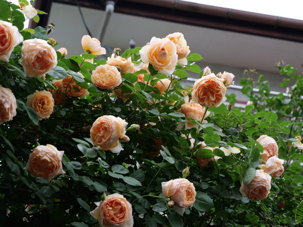 2025-05-18 16_46№(0305).JPG