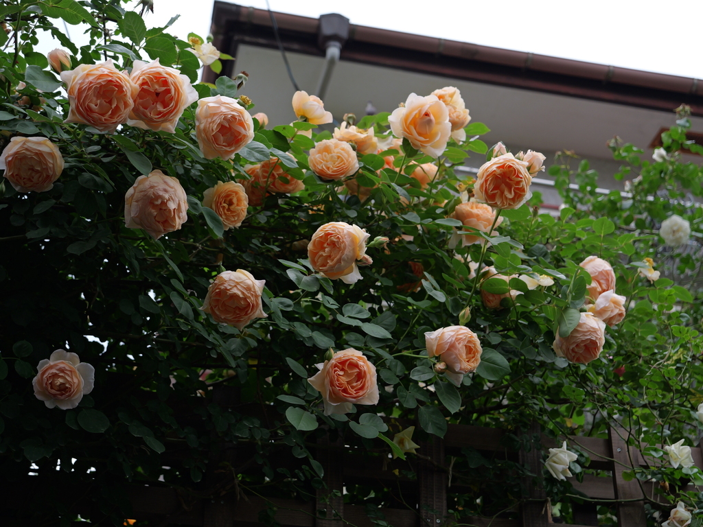 2025-05-18 16_46№(0306).JPG