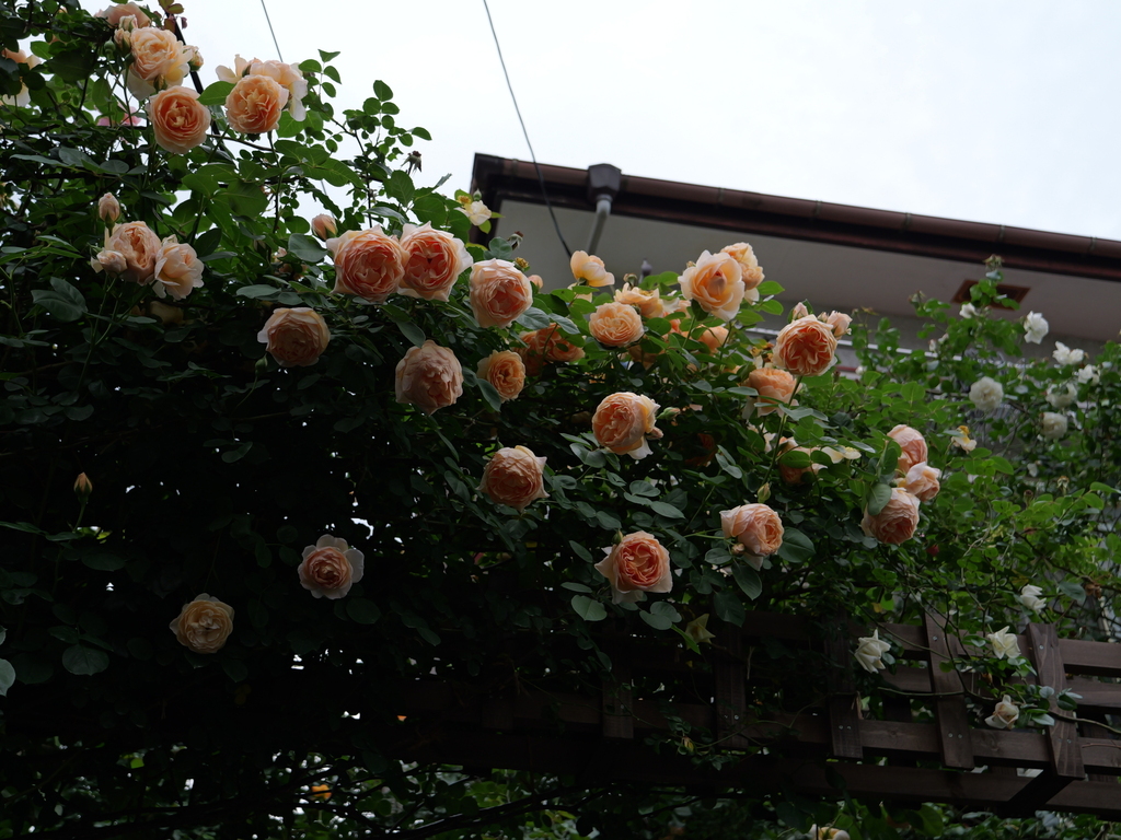 2025-05-18 16_46№(0307).JPG