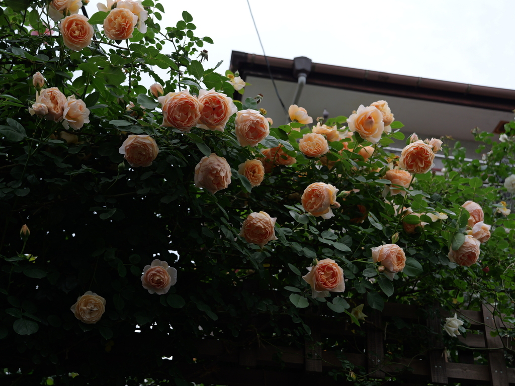 2025-05-18 16_46№(0308).JPG