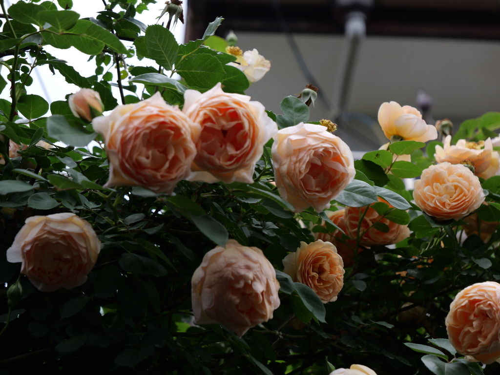 2025-05-18 16_46№(0309).JPG