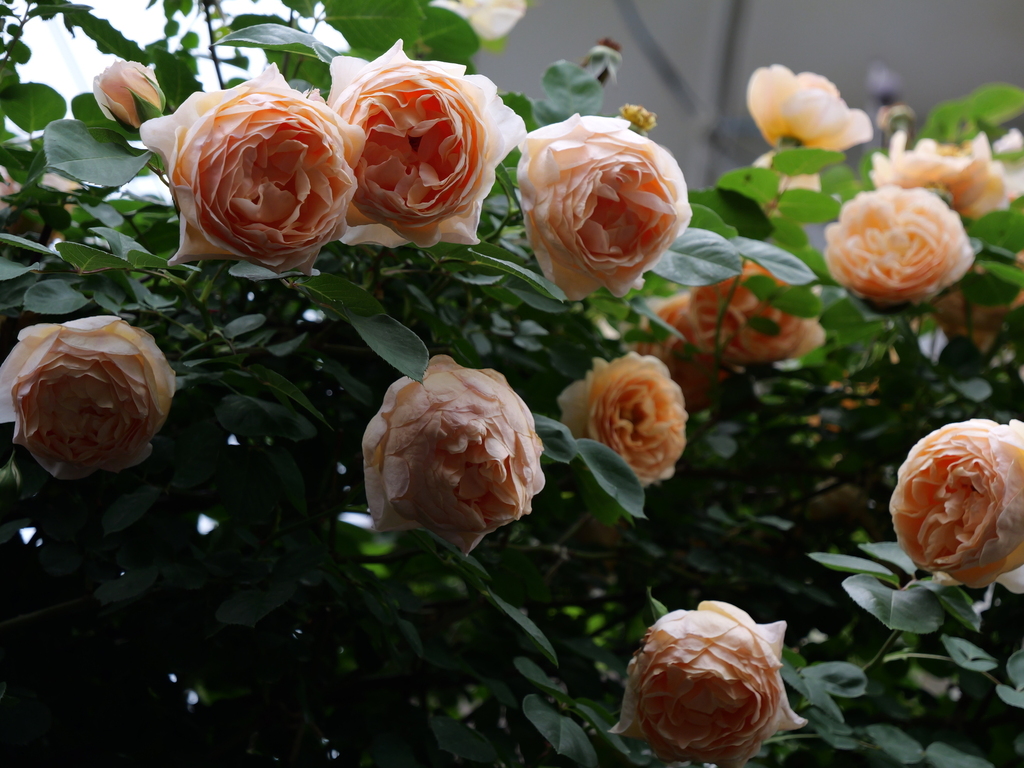 2025-05-18 16_46№(0310).JPG