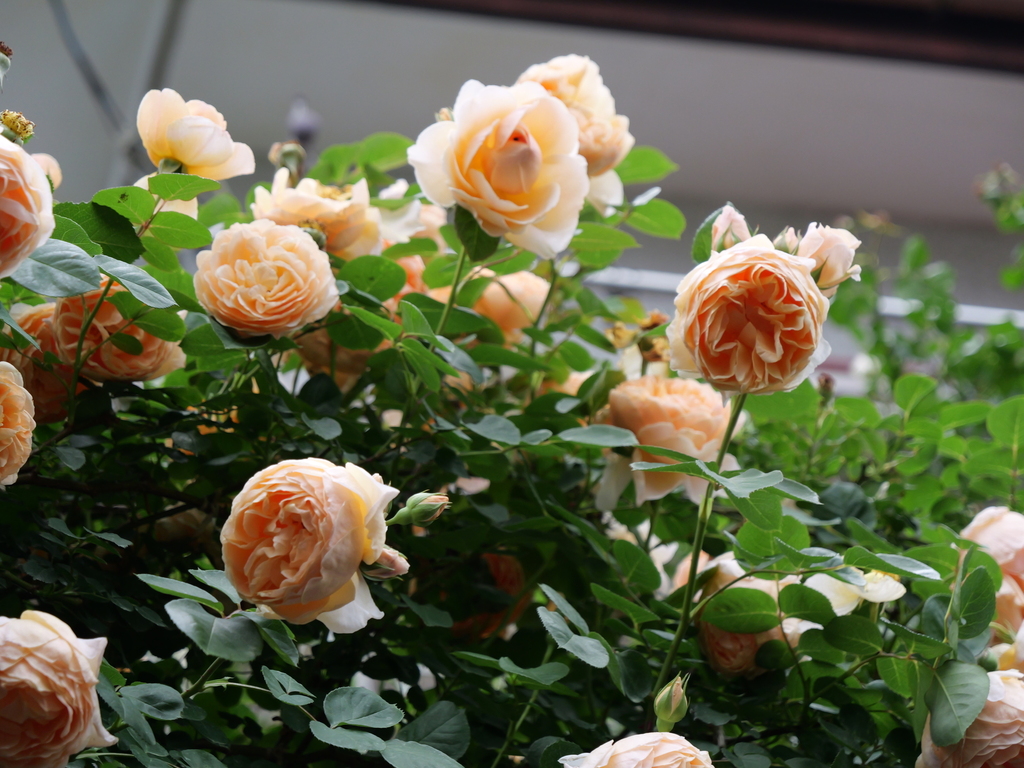 2025-05-18 16_46№(0312).JPG