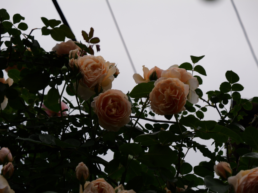 2025-05-18 16_46№(0313).JPG