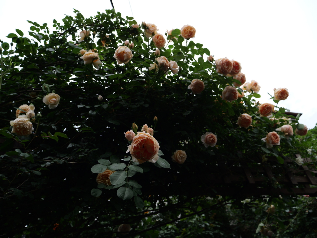 2025-05-18 16_46№(0326).JPG