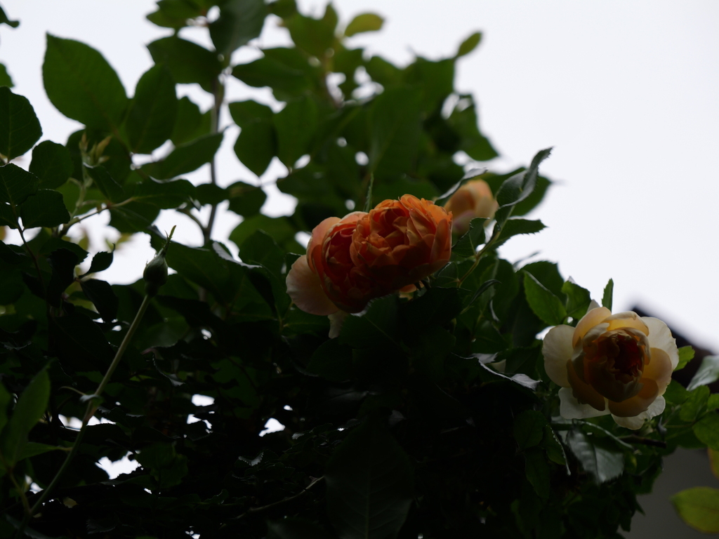 2025-05-18 16_47№(0336).JPG