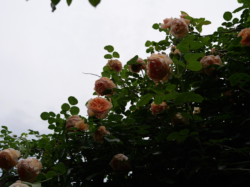 2025-05-18 16_47№(0346).JPG