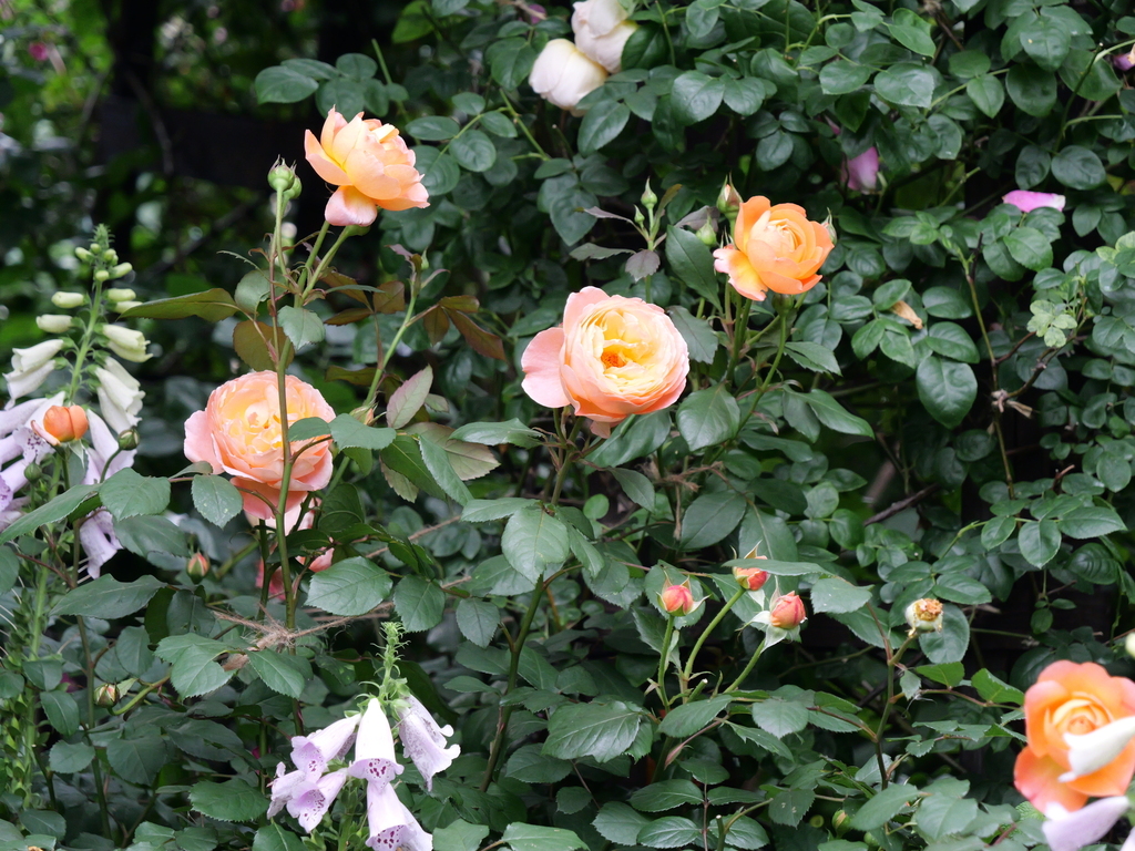 2025-05-18 16_49№(0445).JPG