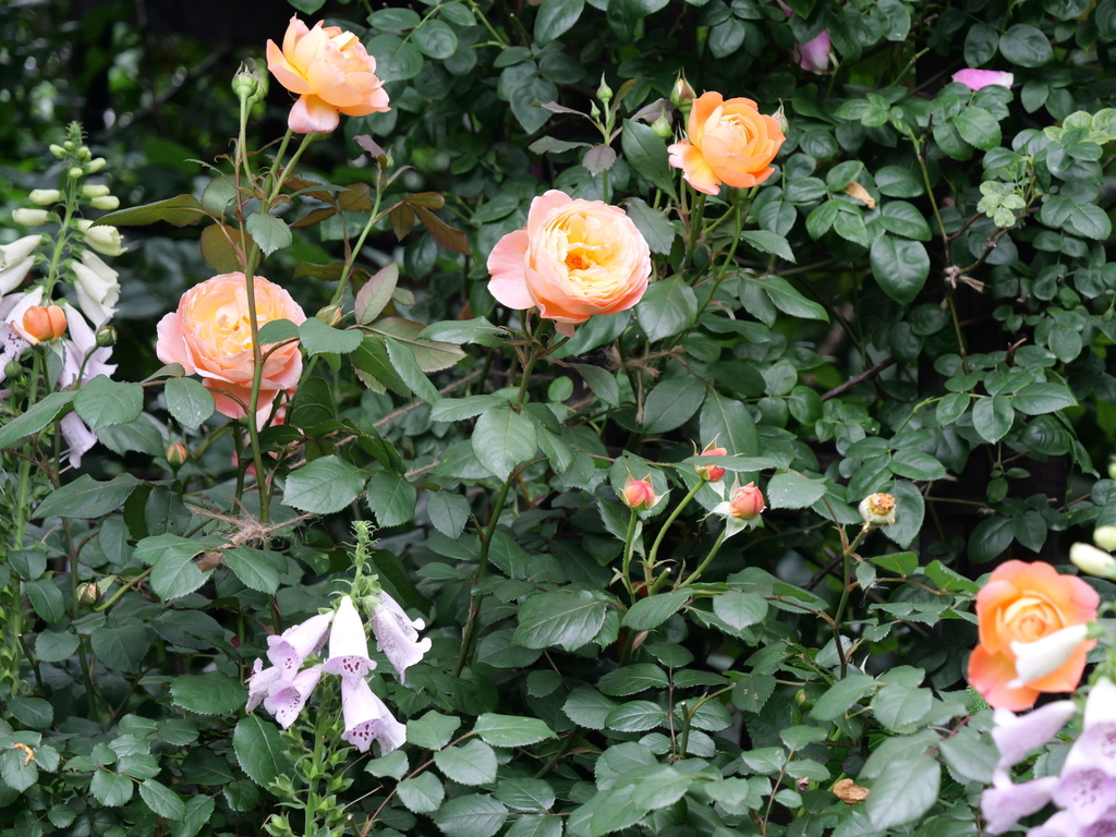 2025-05-18 16_49№(0446).JPG