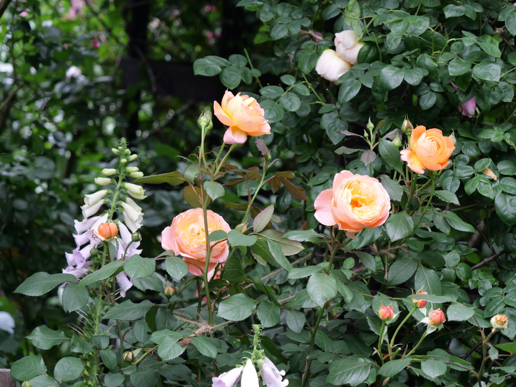 2025-05-18 16_49№(0447).JPG