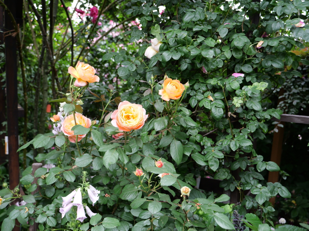 2025-05-18 16_49№(0448).JPG