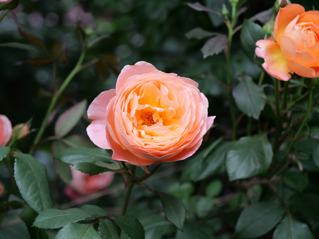 2025-05-18 16_49№(0449).JPG