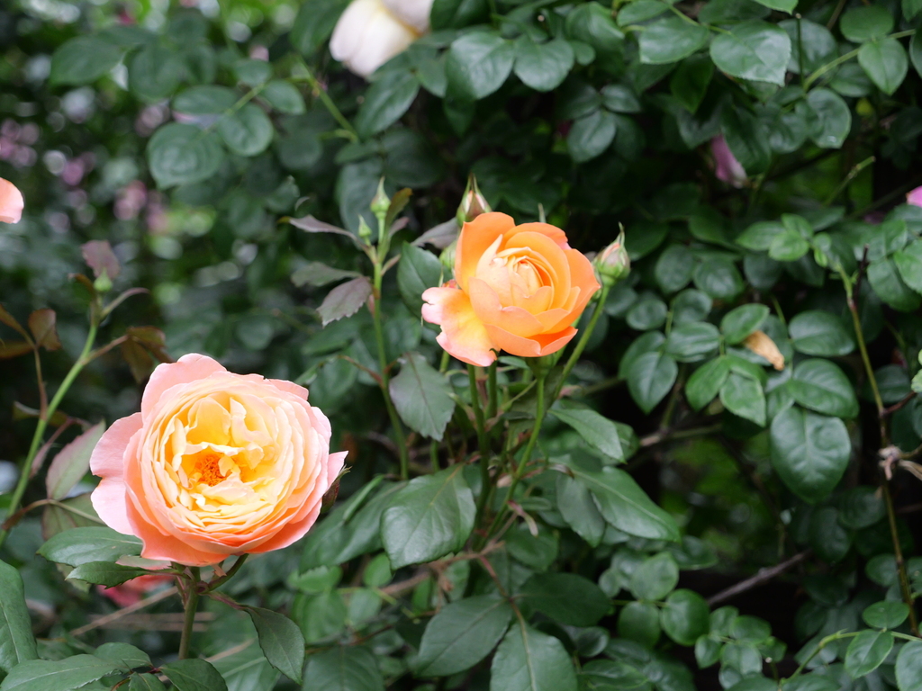 2025-05-18 16_49№(0450).JPG