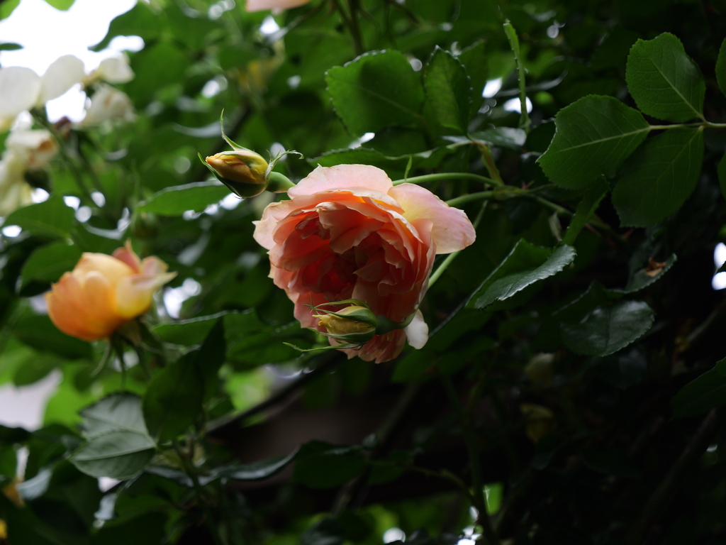 2025-05-19 15_10№(0374).JPG