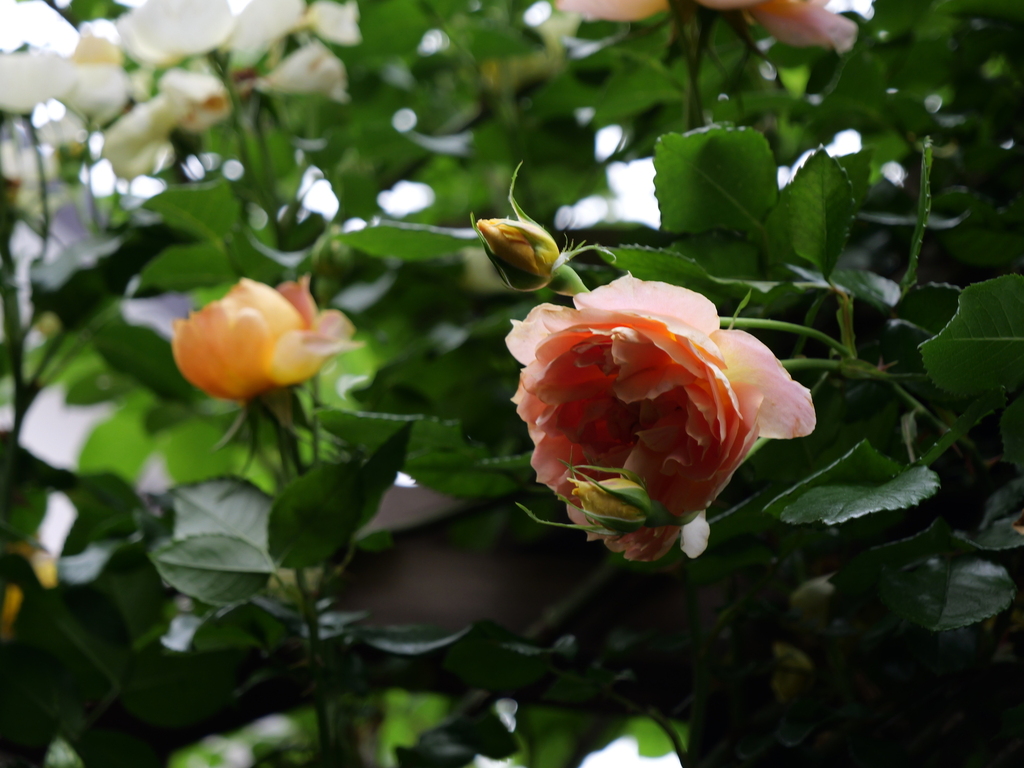 2025-05-19 15_10№(0380).JPG