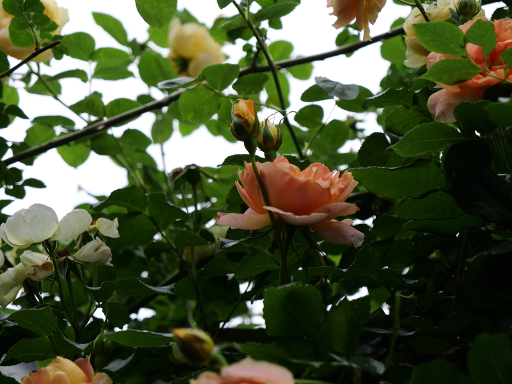 2025-05-19 15_10№(0381).JPG