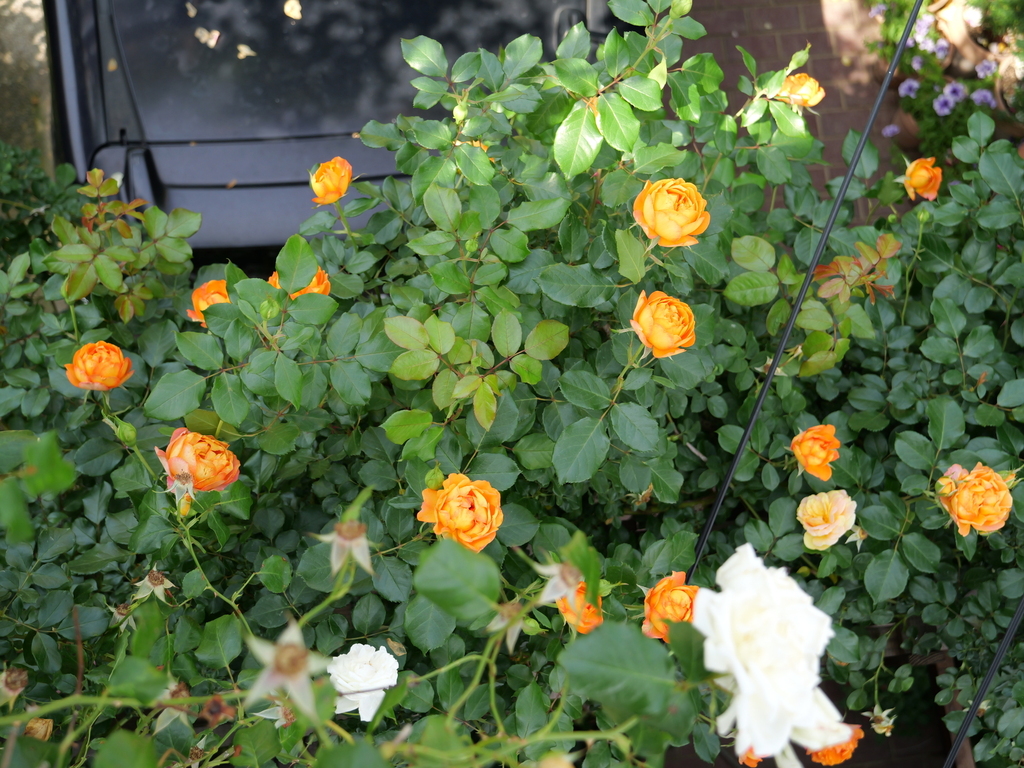 2025-05-20 09_07№(0017).JPG