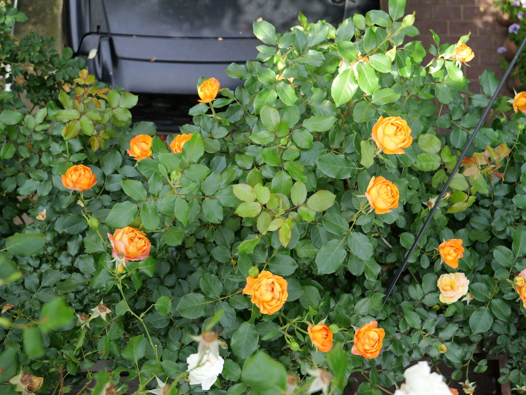 2025-05-20 09_07№(0018).JPG