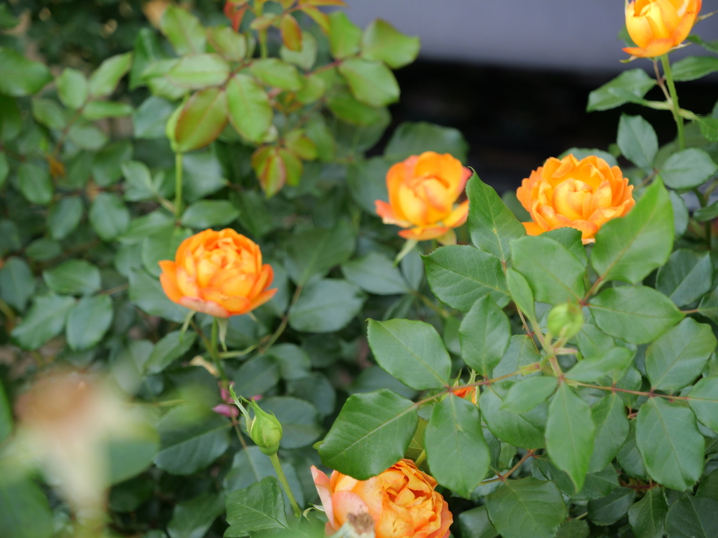 2025-05-20 09_07№(0019).JPG