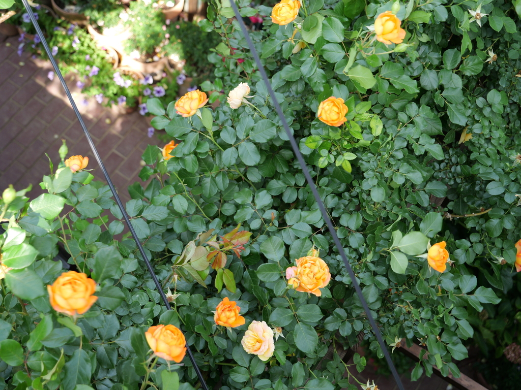 2025-05-20 09_07№(0021).JPG