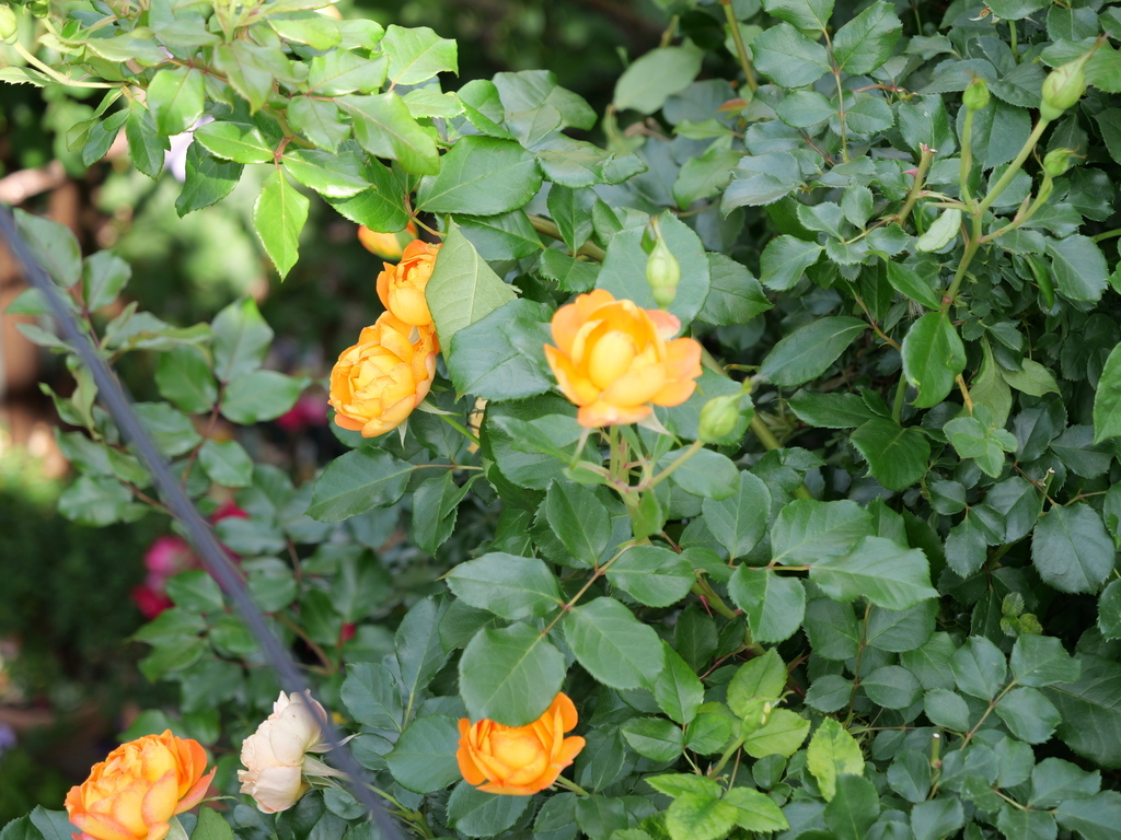 2025-05-20 09_07№(0026).JPG