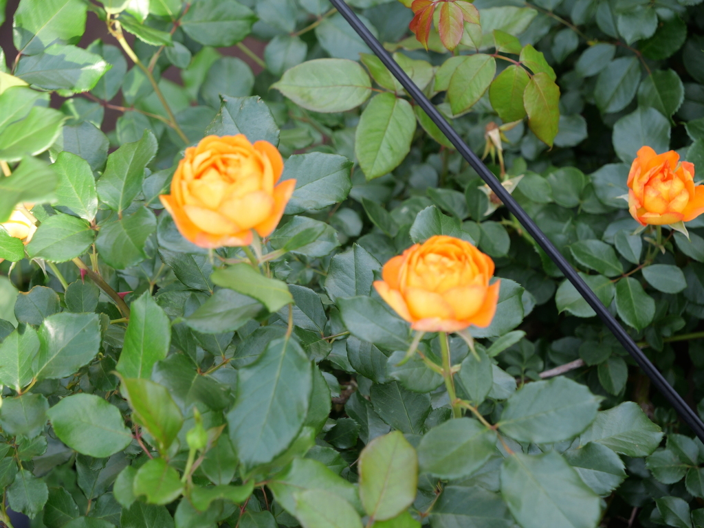 2025-05-20 09_07№(0034).JPG