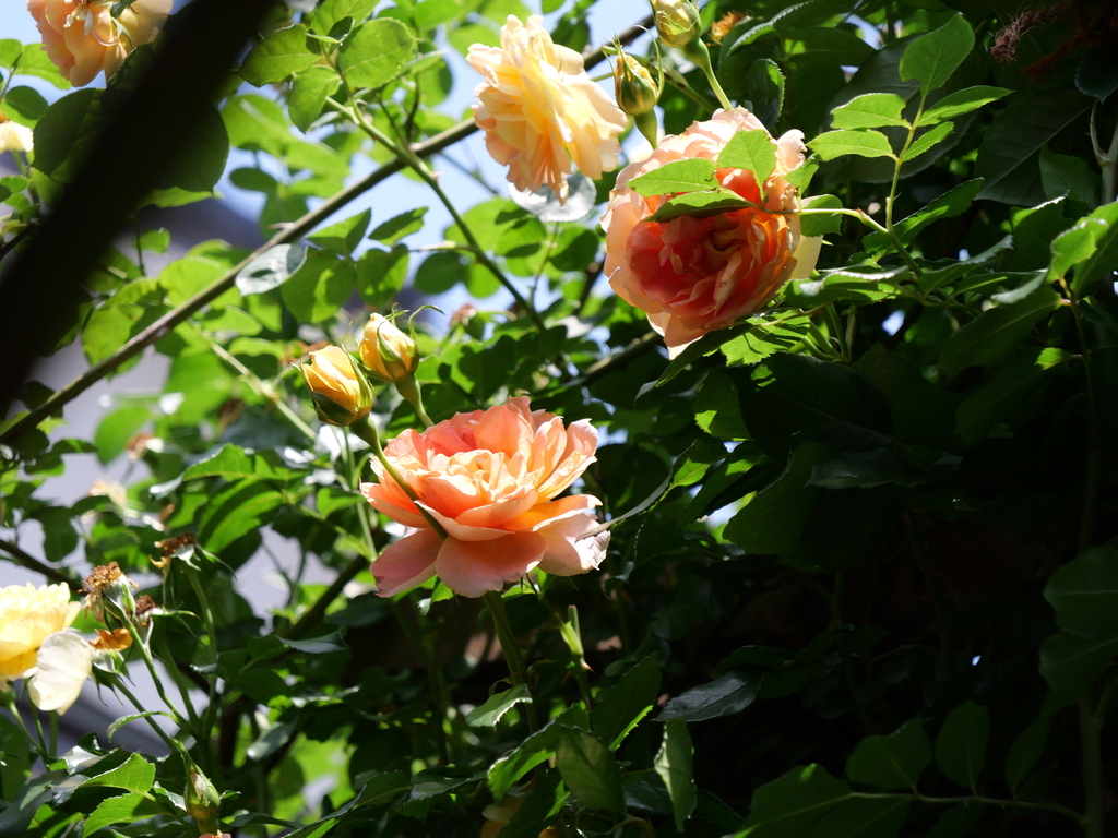 2025-05-20 12_03№(0287).JPG