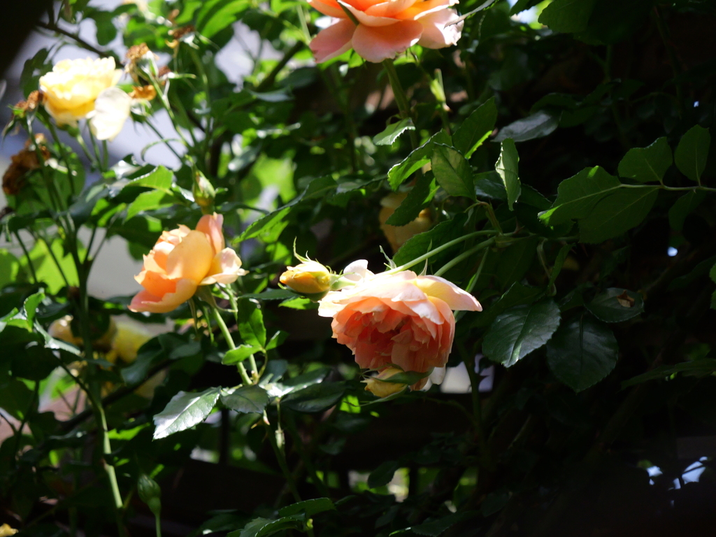 2025-05-20 12_03№(0289).JPG