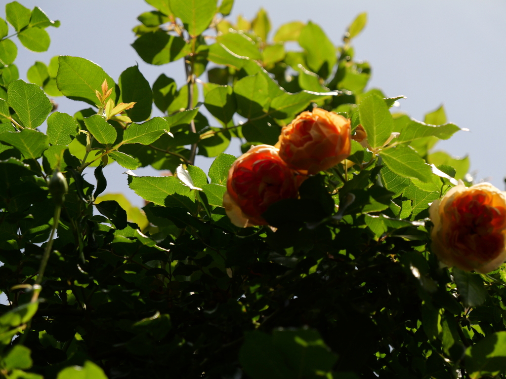 2025-05-20 12_03№(0291).JPG