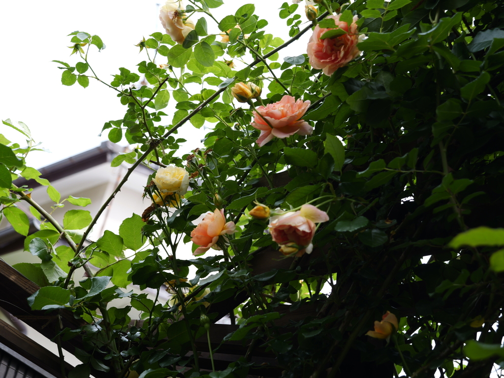 2025-05-21 09_12№(0372).JPG