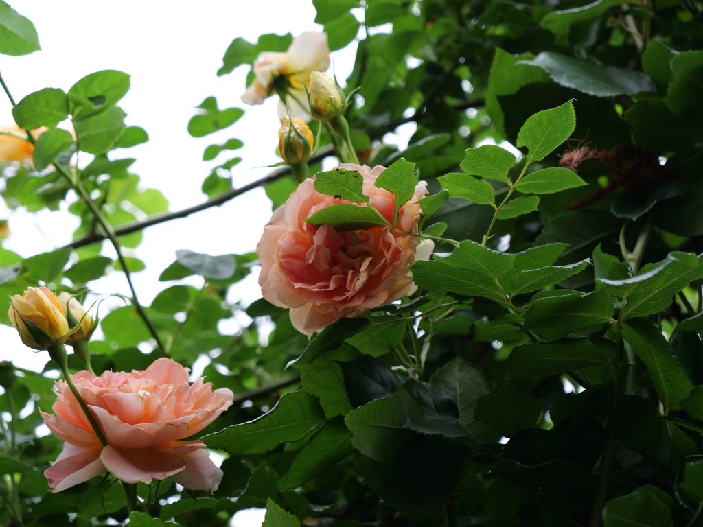 2025-05-21 09_12№(0374).JPG