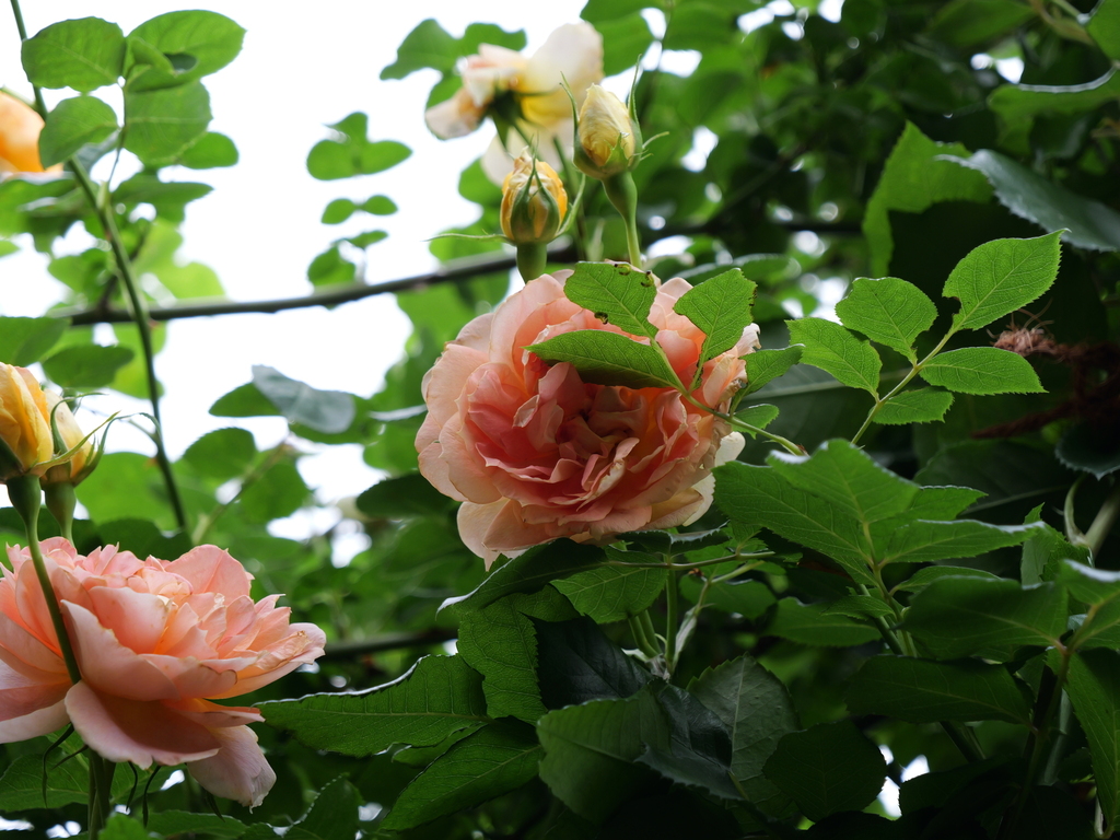 2025-05-21 09_12№(0381).JPG