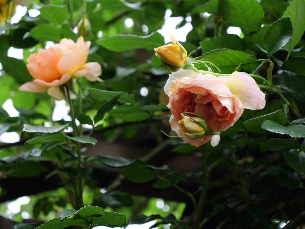 2025-05-21 09_12№(0383).JPG