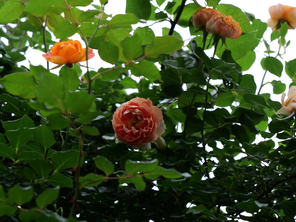 2025-05-22 09_18№(0284).JPG