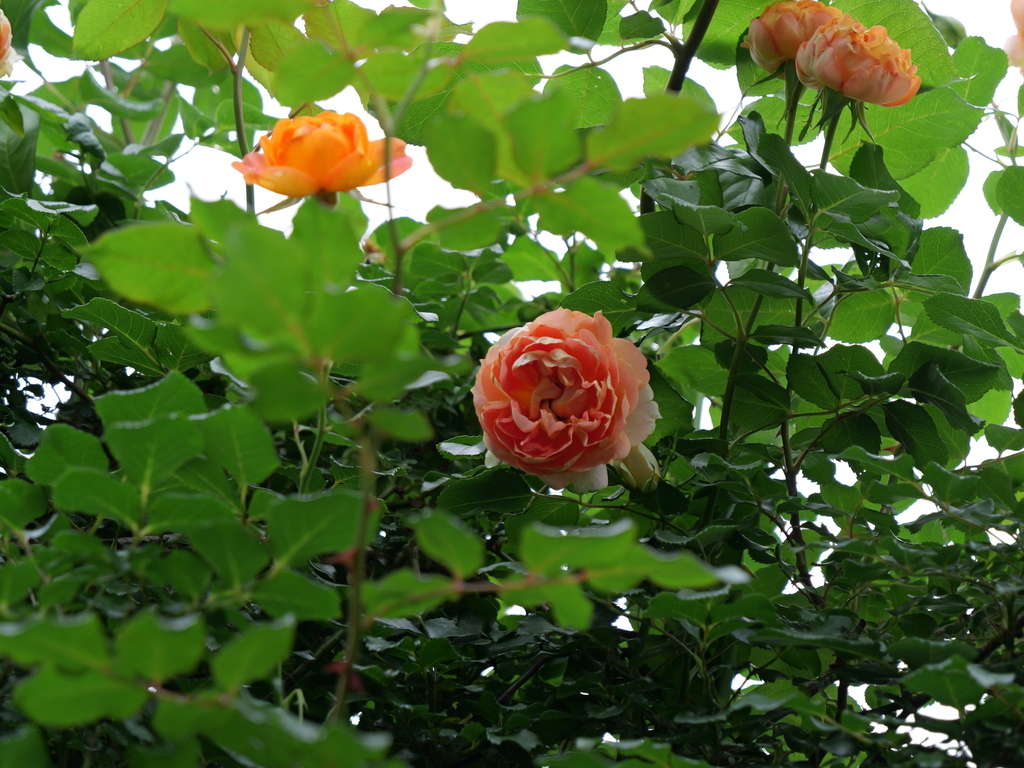 2025-05-22 09_18№(0285).JPG