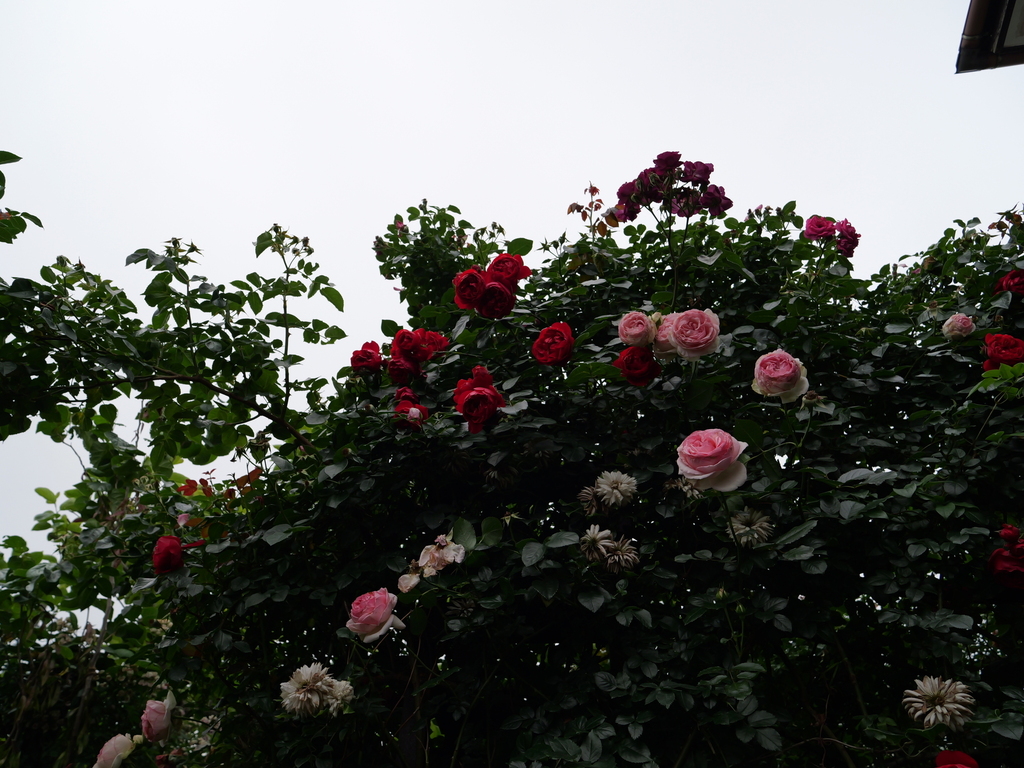 2025-05-24 08_03№(0412).JPG