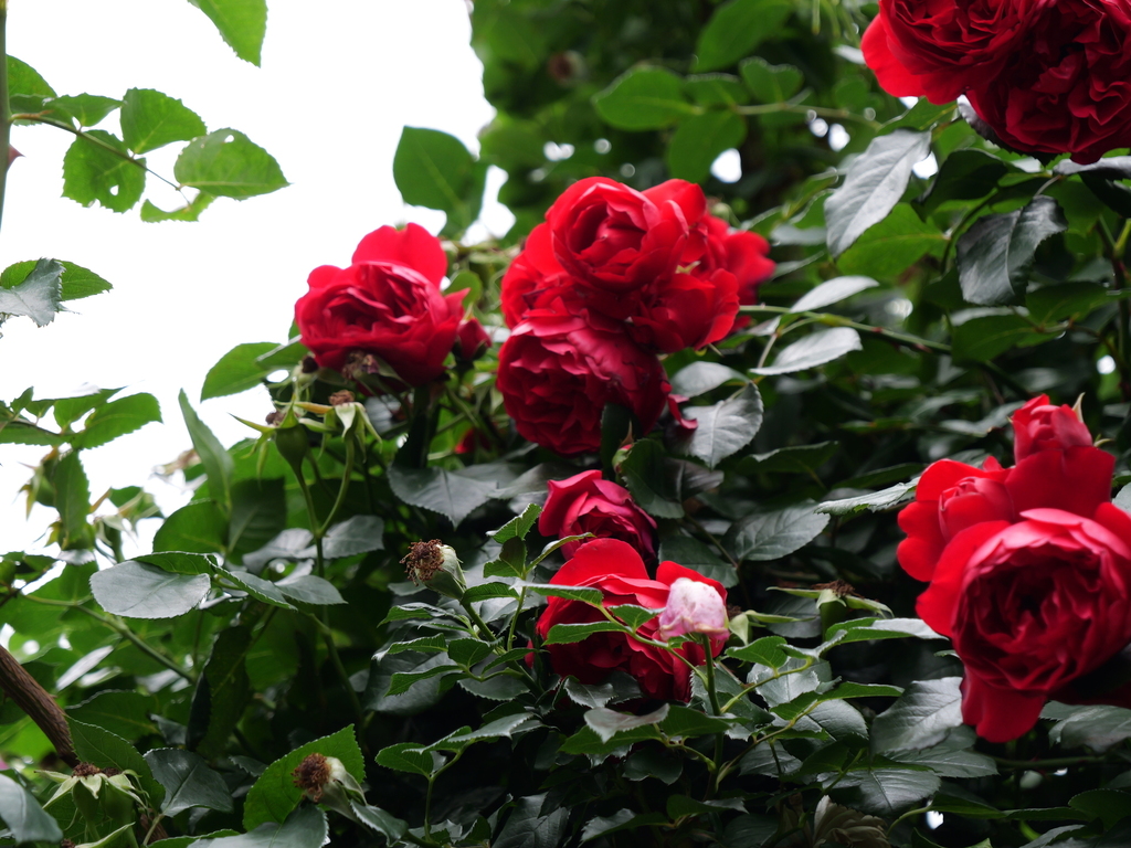 2025-05-24 08_03№(0416).JPG