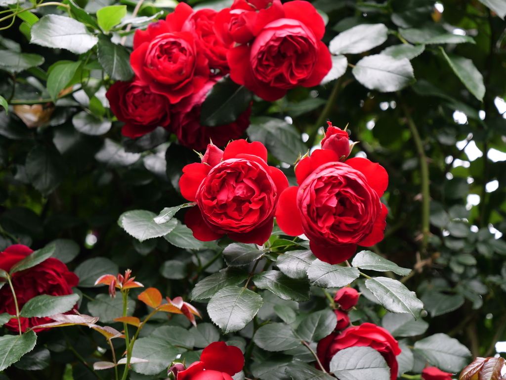 2025-05-24 08_03№(0420).JPG